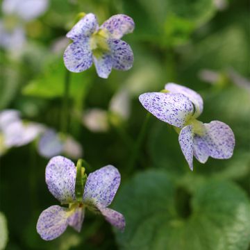 Graines de Viola sororia Freckles - Violette des bois
