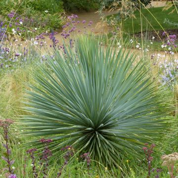 Graines de Palmier de Chine - Trachycarpus Fortunei