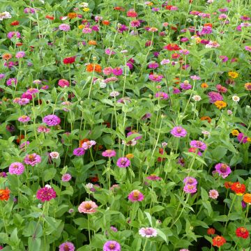 Zinnia Lilliput en mélange - Zinnia elegans Lilliput Mix