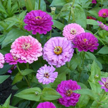 Graines de Zinnia elegans Art Deco