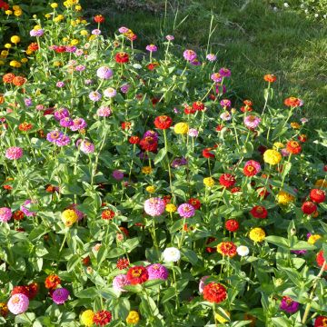 Graines de Zinnia elegans Lilliput en mélange