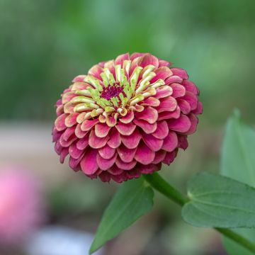 Graines de Zinnia elegans Queen Red Lime