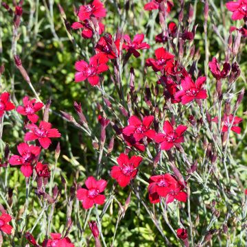 Graines d'Oeillet annuel Brilliancy - Dianthus deltoïdes