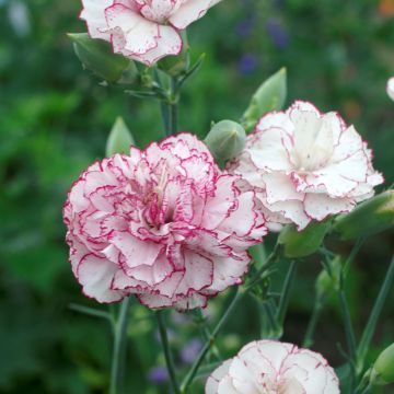 Graines d'Œillet des fleuristes Chabaud Benigna - Dianthus caryophyllus