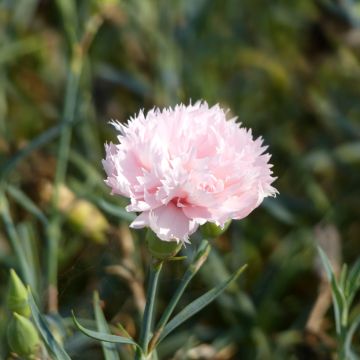 Graines d'Œillet des fleuristes La France - Dianthus caryophyllus