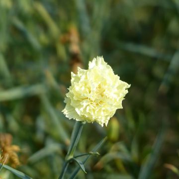 Graines d'Œillet des fleuristes Marie - Dianthus caryophyllus