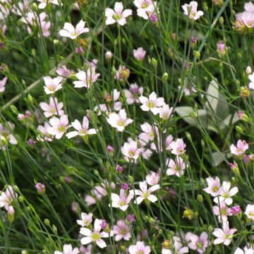 Graines d'Oeillet Russian Skies - Dianthus 