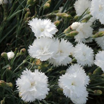 Graines d'oeillet mignardise Albus Plenus - Dianthus 