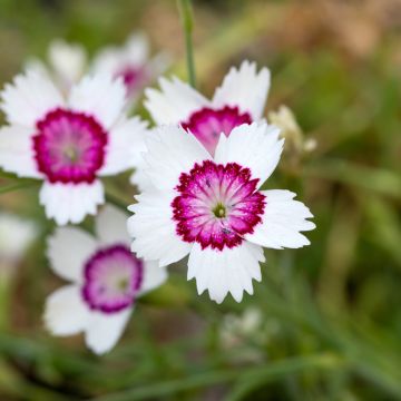 Graines de d'Oeillet deltoïde Arctic Fire - Dianthus deltoides