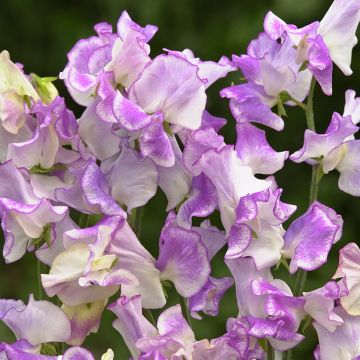 Graines de Pois de Senteur Spencer Pulsar - Lathyrus odoratus