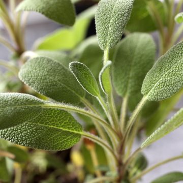 Graines de sauge officinale - Salvia officinalis