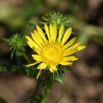 Grindelia integrifolia