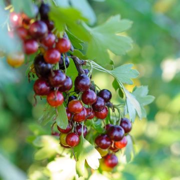 Cassis Titania - Ribes nigrum Titania - Plantes-et-Cie