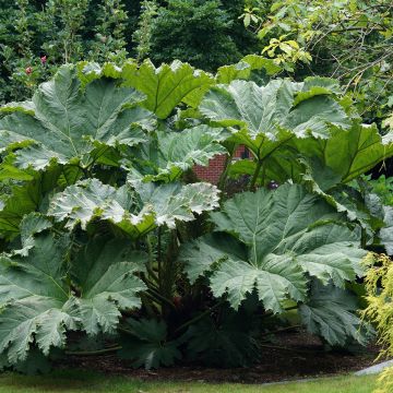 Gunnera manicata - Rhubarbe du Brésil en pot 3L.