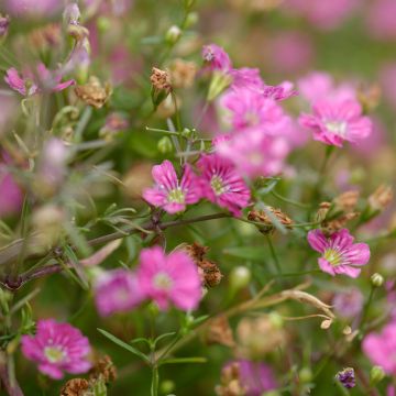 Gypsophila repens Rosa Schönheit - Gypsophile rampant rose foncé