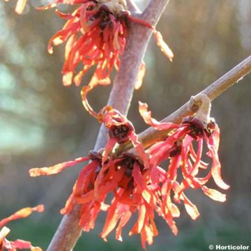 Hamamélis, arbustes à magnifique floraison hivernale jaune, orange ou rouge