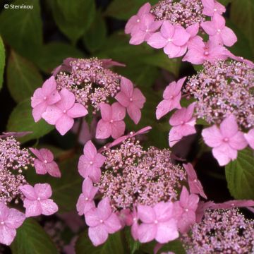 Hortensia - Hydrangea serrata Bleuet