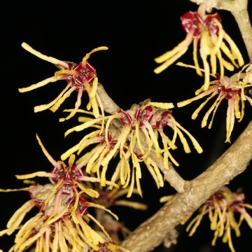 Hamamelis (x) intermedia Rubin - Noisetier de sorcière 