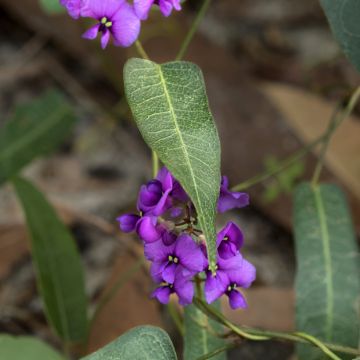 Hardenbergia violacea Meema - Glycine australienne naine