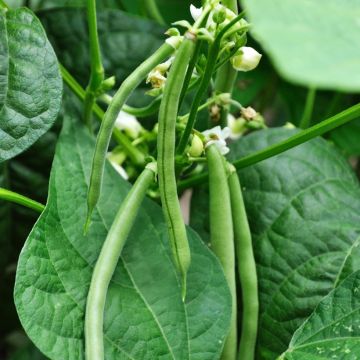 Haricot à rames Neckarkonigin BIO - Coco plat