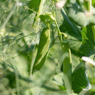 Haricot à rames mangetout Mistica (Création Vilmorin) - Vilmorin