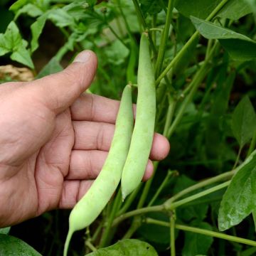 Haricot à rames mangetout Planeta (Haricot coco plat)