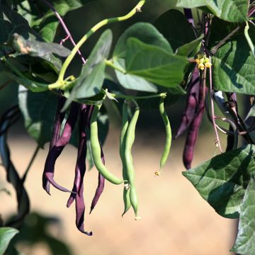 Haricot à rames mangetout à cosses violettes sans fil