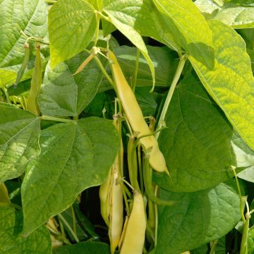 Haricot à rames mangetout beurre Merveille de Venise ou Or du Rhin - Vilmorin 