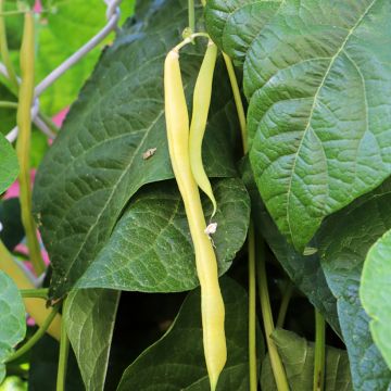 Haricot à rames mangetout beurre Merveille de Venise ou Or du Rhin 