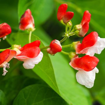 Haricot d'Espagne nain Hestia - Haricot-fleur