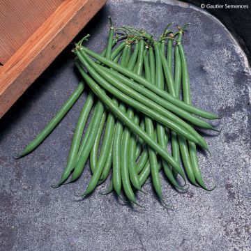 Haricot Pongo sans fil vert foncé Bio – Top 50 - Ferme de Sainte Marthe 