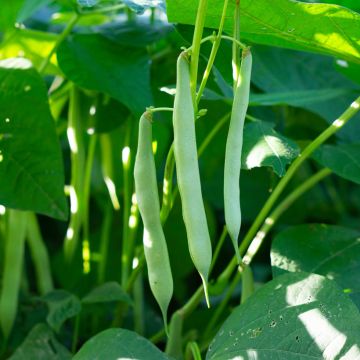 Haricot Soliman nain Mangetout Bio - Ferme de Sainte Marthe