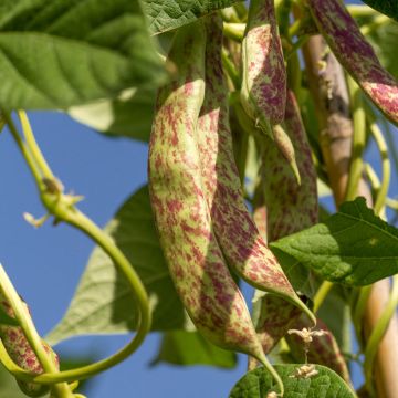 Haricot Big Borlotto nain à écosser Bio - Ferme de Sainte Marthe 