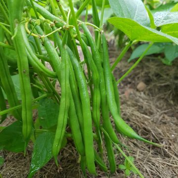 Haricot Cupidon Bio - Top 20 - Ferme de Sainte Marthe 