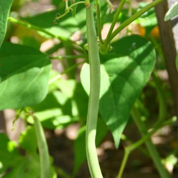 Haricot nain à filet Kylian - Phaseolus vulgaris