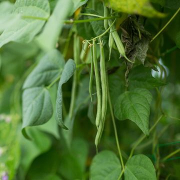 Haricot nain mangetout Contender