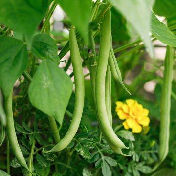 Haricot nain mangetout La Victoire