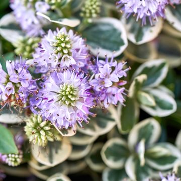 Hebe andersonii Variegata - Véronique arbustive panachée