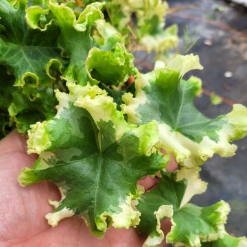 Lierre commun - Hedera helix Woerner