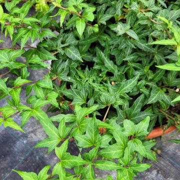 Lierre d'ornement - Hedera helix Green Ripple