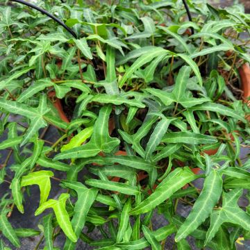 Lierre d'ornement - Hedera helix Sagittifolia