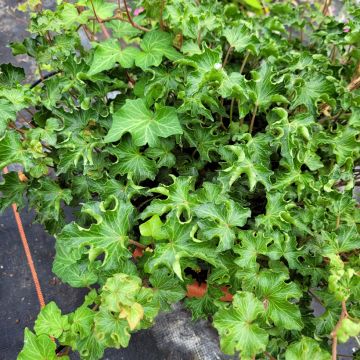 Lierre commun - Hedera helix Sagittifolia Variegata