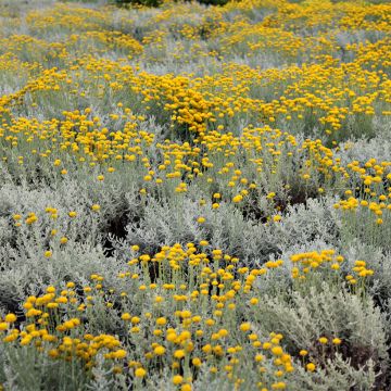 Helichrysum italicum ssp. microphyllum - Plante curry