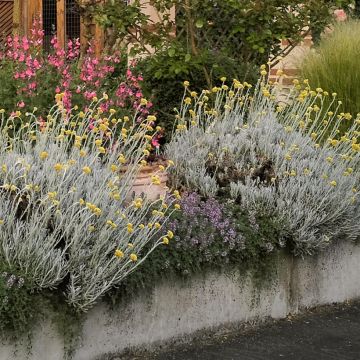 Helichrysum italicum Weisses Wunder - Immortelle d'Italie, plante curry