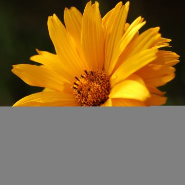 Heliopsis helianthoides Summer Sun - Héliopsis faux hélianthe 