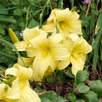 Hémérocalle Alice in Wonderland - Lis d'un Jour jaune citron, coeur vert.