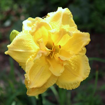 Hémérocalle Cabbage Flower - Lis d'un Jour