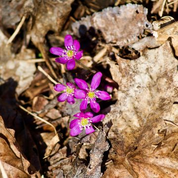 Hepatica nobilis Red Forest - Anémone hépatique