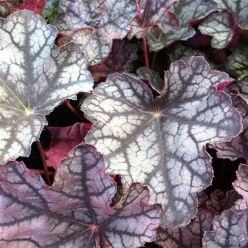 Heuchera Peter Moon - Heuchère