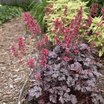 Heuchère - Heuchera L. Dark Secret